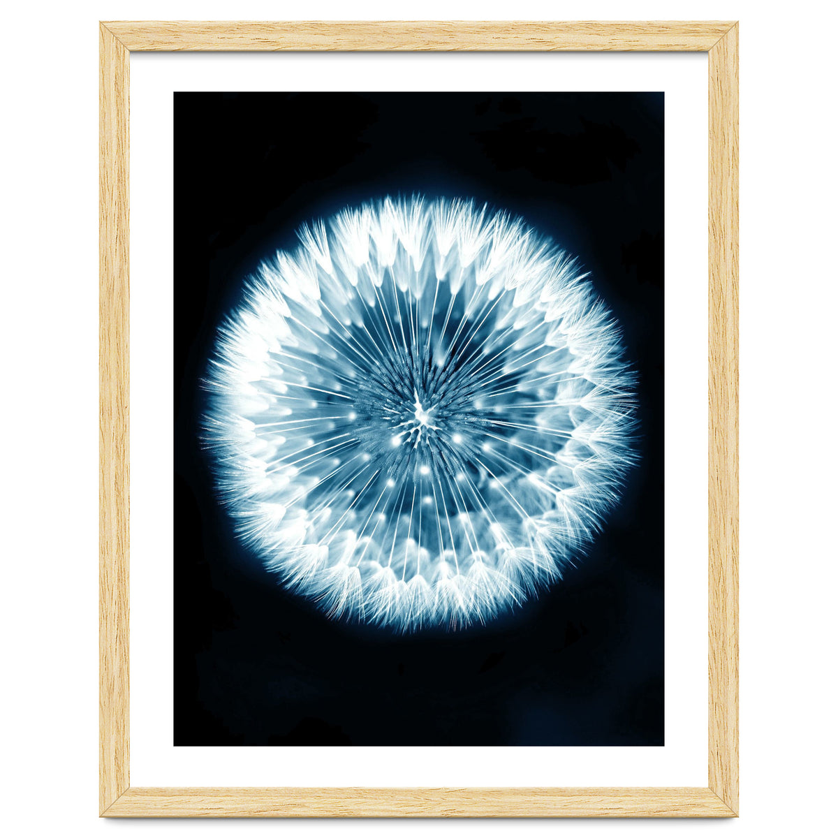 Taraxacum Officinale