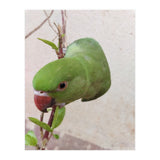 My Cute Parrot (Print Only) thumbnail
