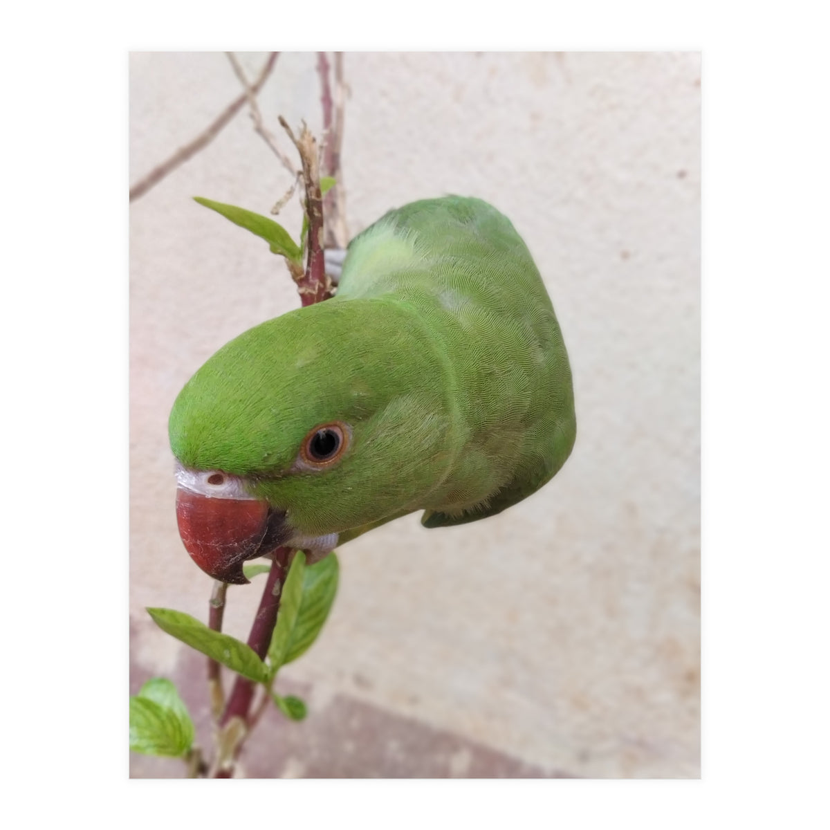 My Cute Parrot (Print Only)
