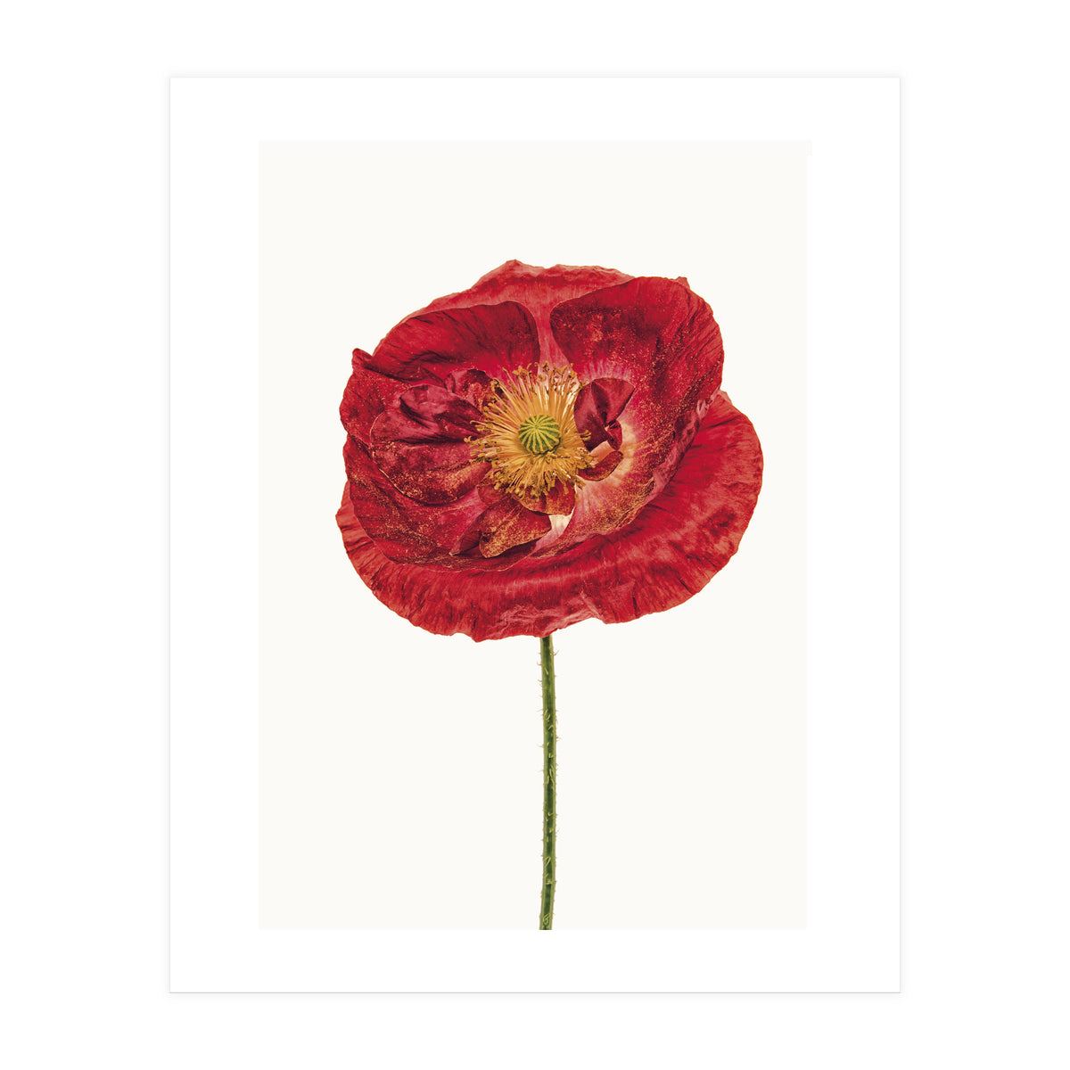 Cc Poppy 05 (Print Only)