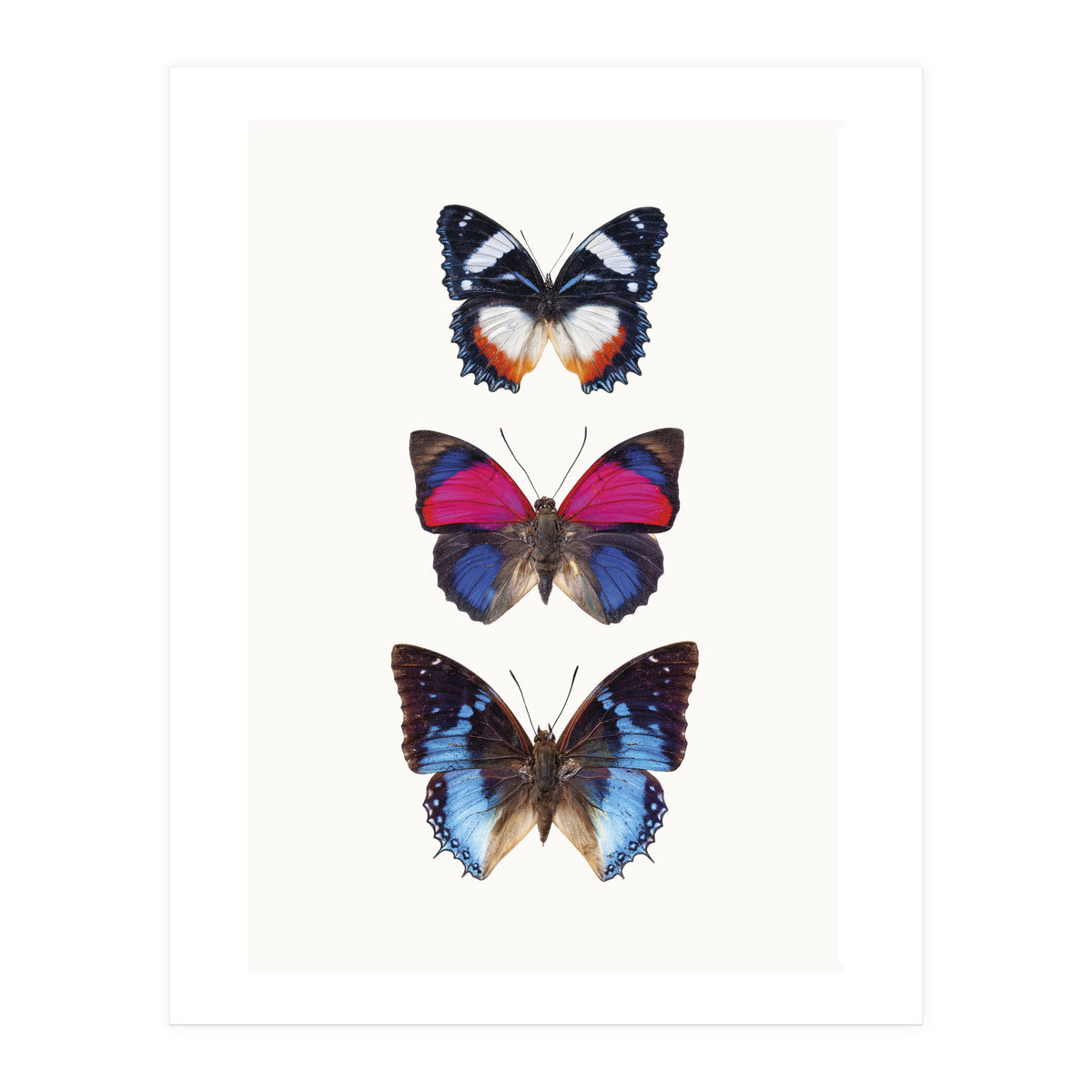 Cc Butterflies 03 (Print Only)