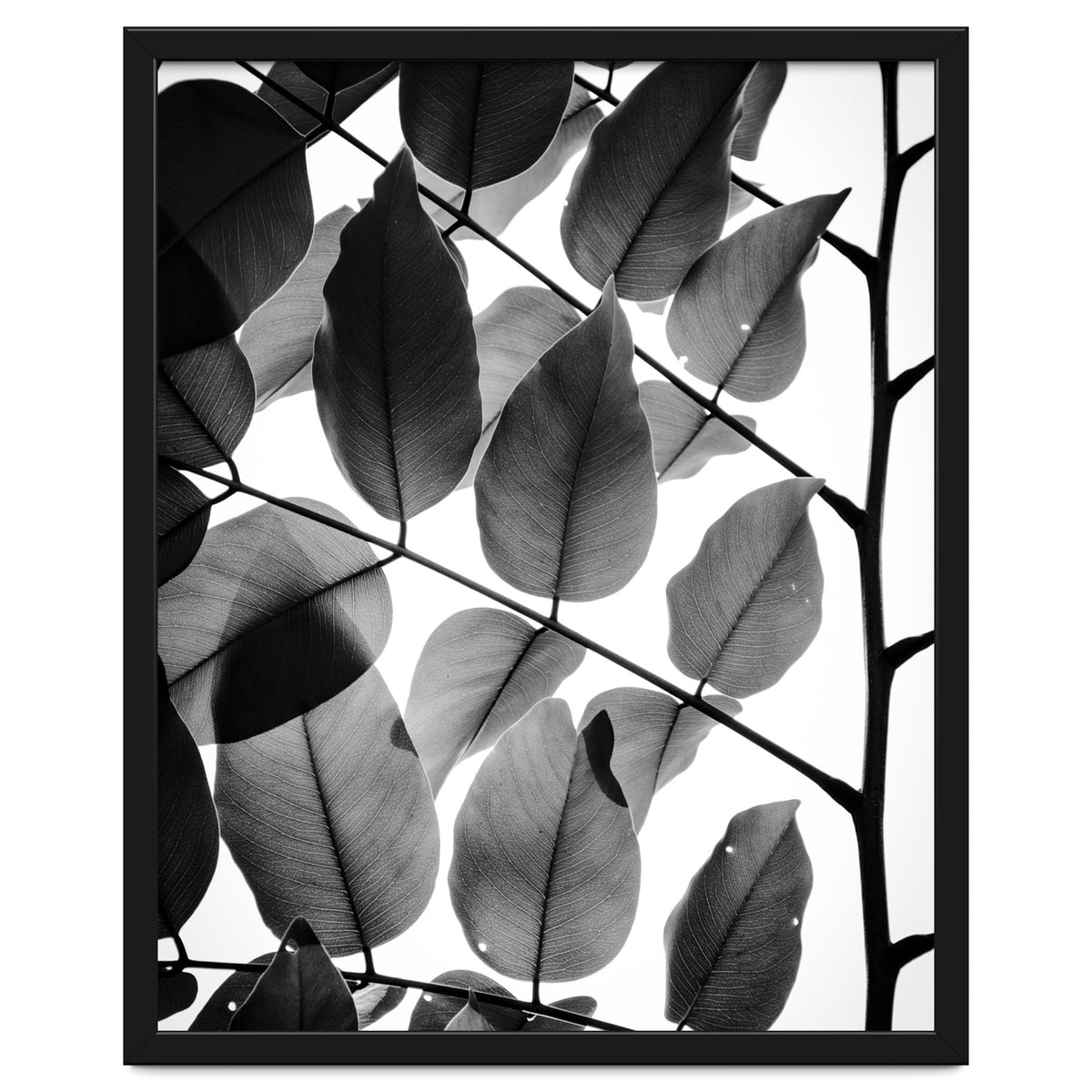 Branches and Leaves II