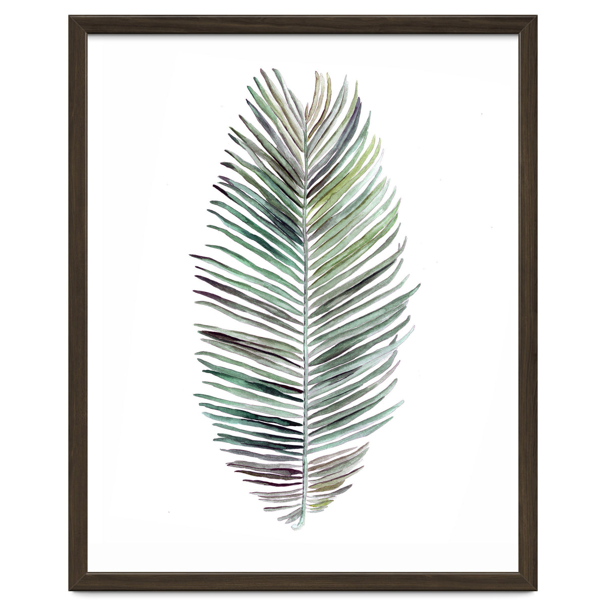 Botanical Illustration Cocos Palm