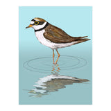 Little ringed  plover (Print Only) thumbnail