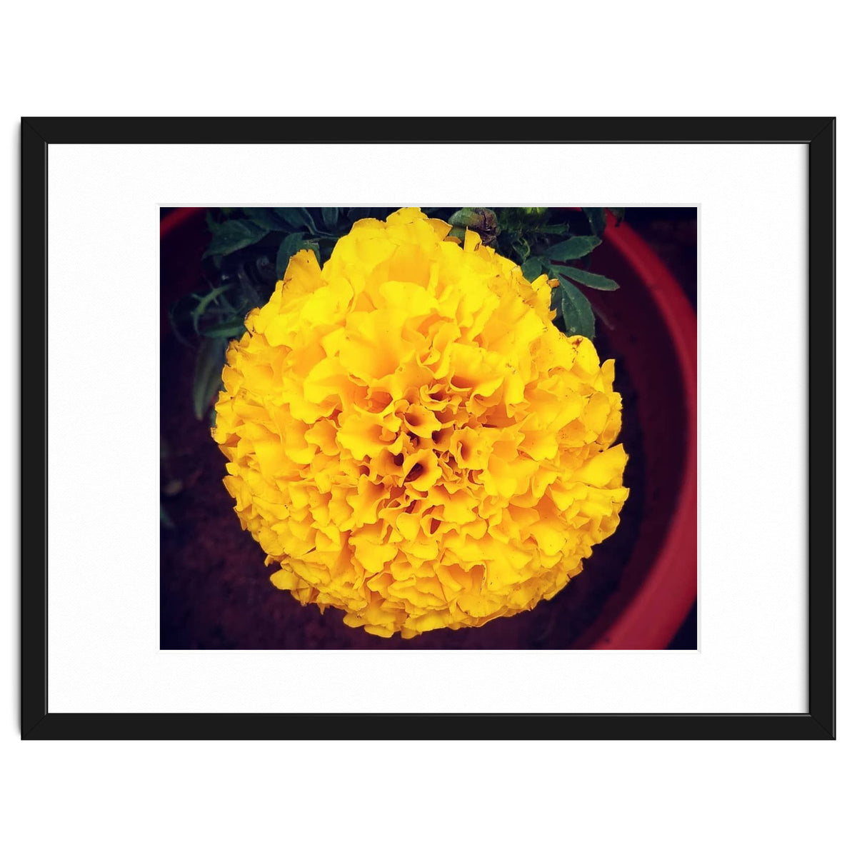 Yellow Chrysanthemum