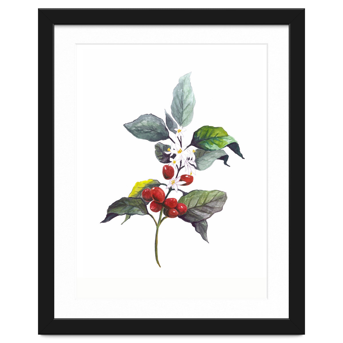 1 Botanical Illustration Kaffee Pflanze