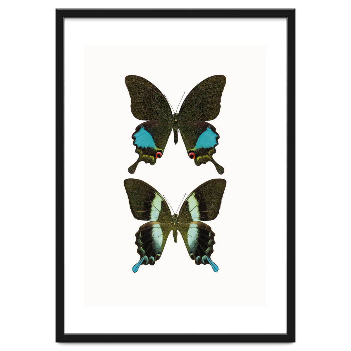 Cc Butterflies 02
