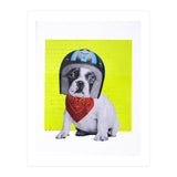 Easy Rider Dog (Print Only) thumbnail
