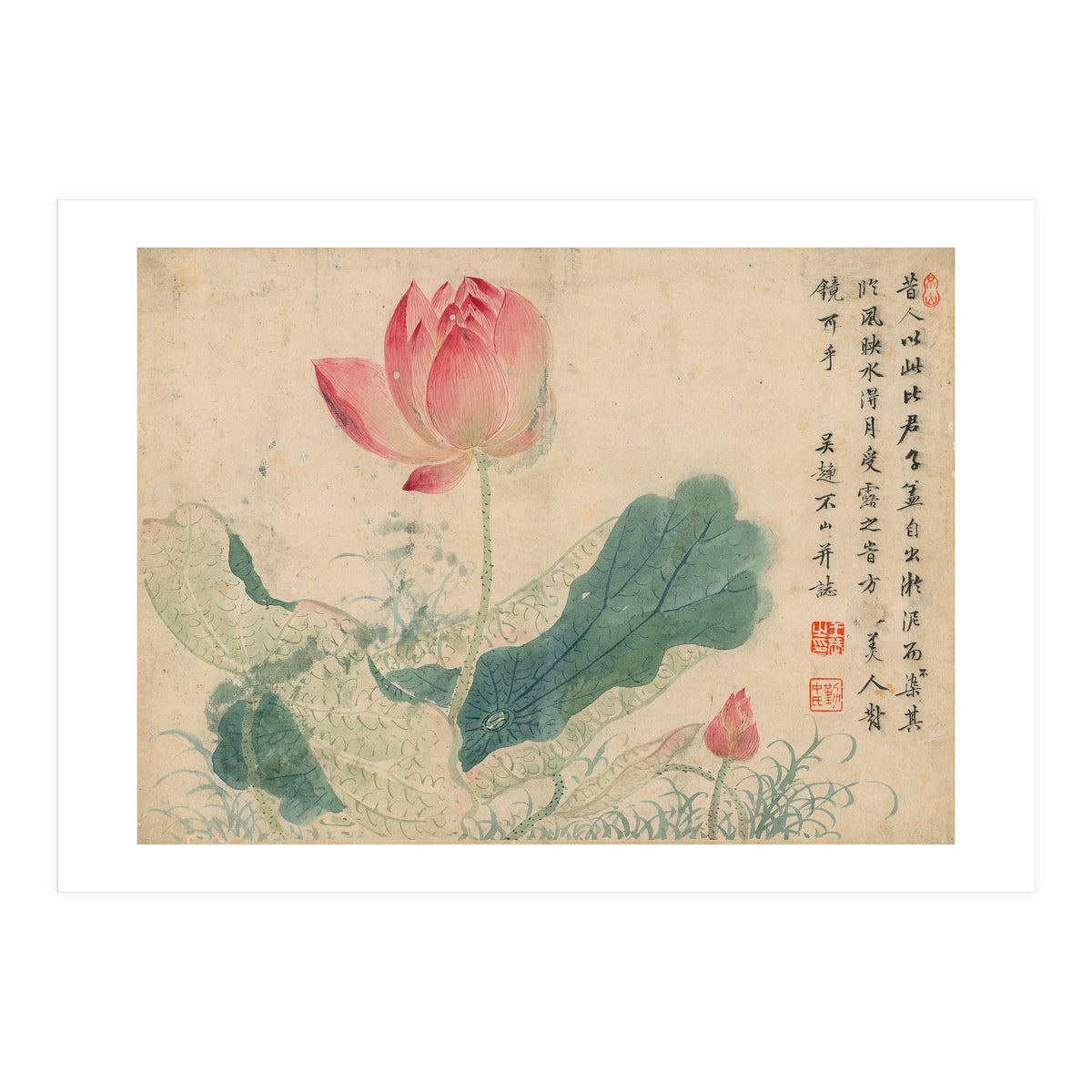 Qing Wangwu Flower album, lotus, lotus leaf, pond, copy of water grass (Print Only)