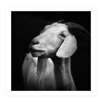 Billy Goat Adam (Print Only)