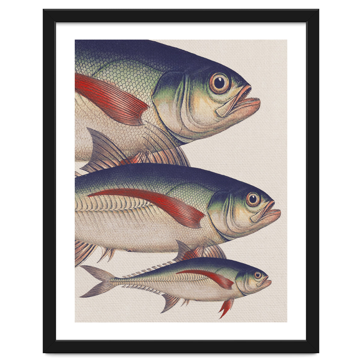 Fish Classic Designs 5