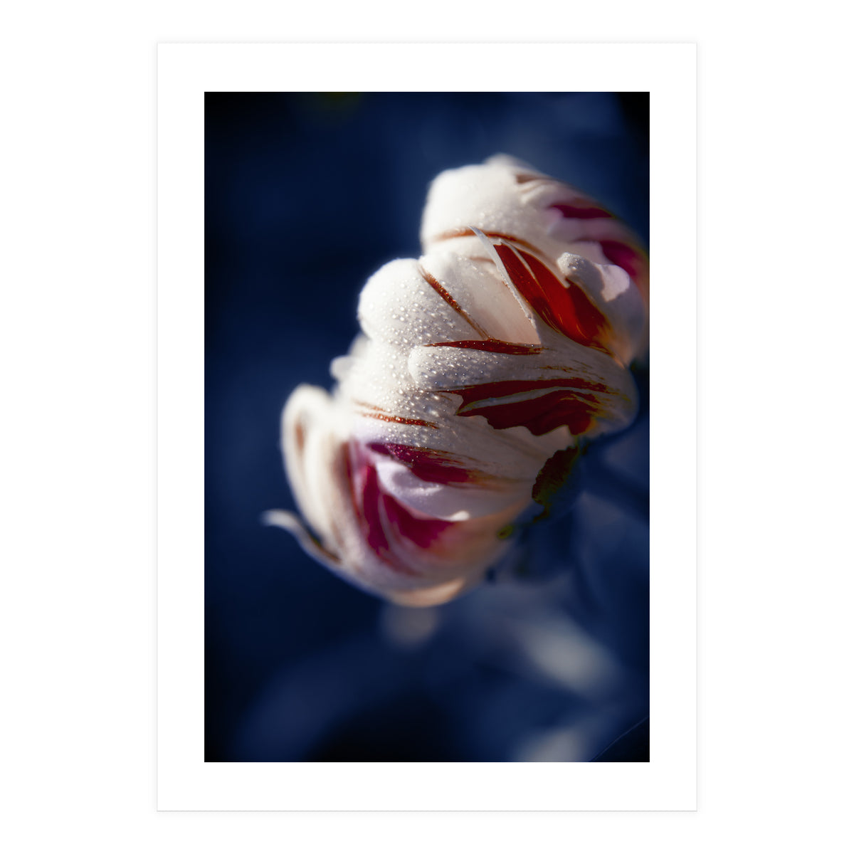 Drops White Flower (Print Only)