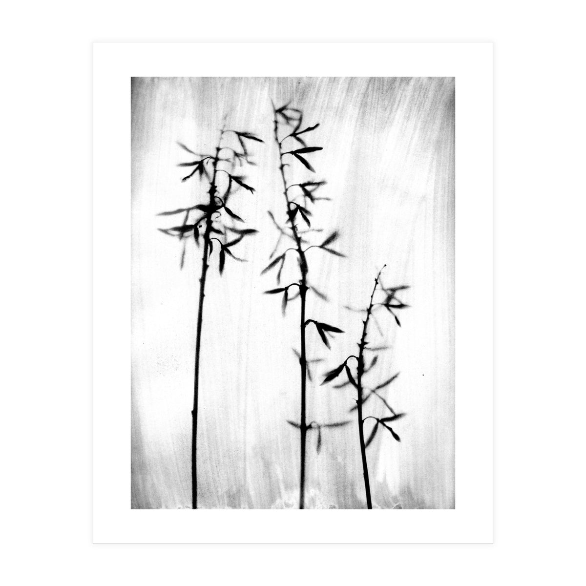 Hosta 3 (Print Only)