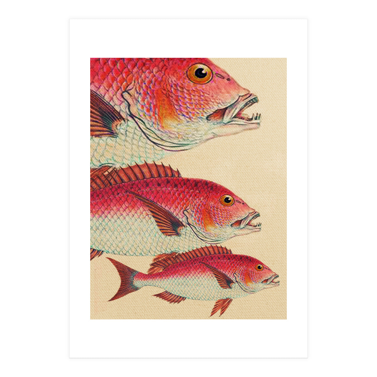 Fish Classic Designs 7 (Print Only)