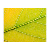 Autumn Leaf (Print Only) thumbnail