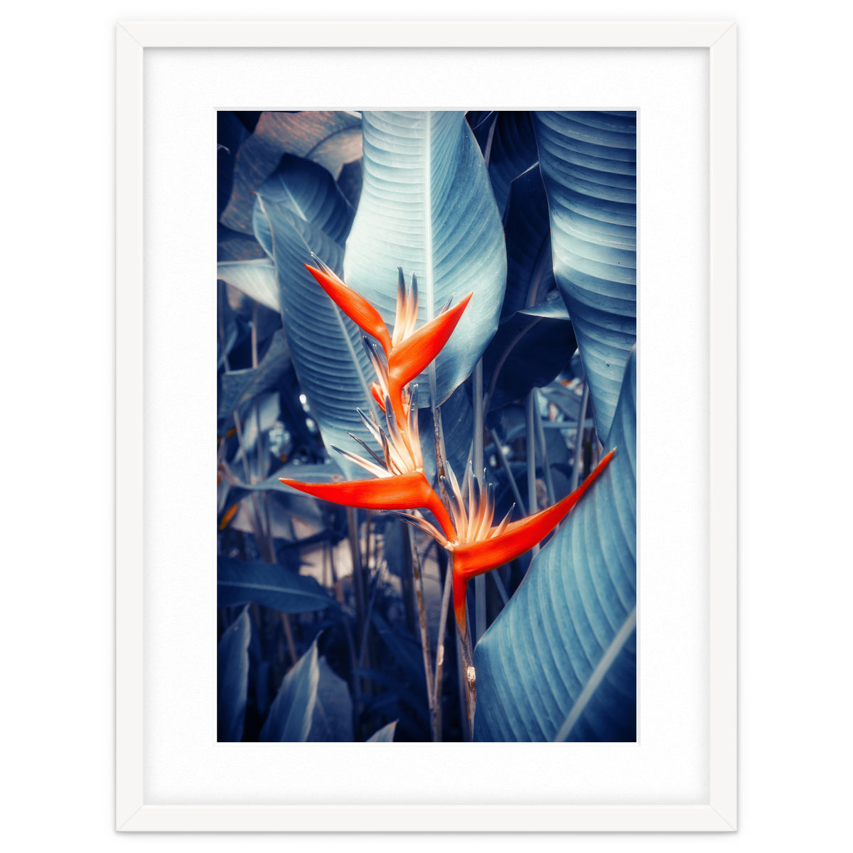 Parakeet Tropical Flower