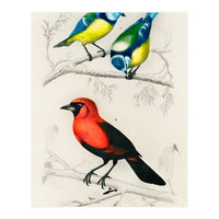 Different types of birds illustrated (Print Only)