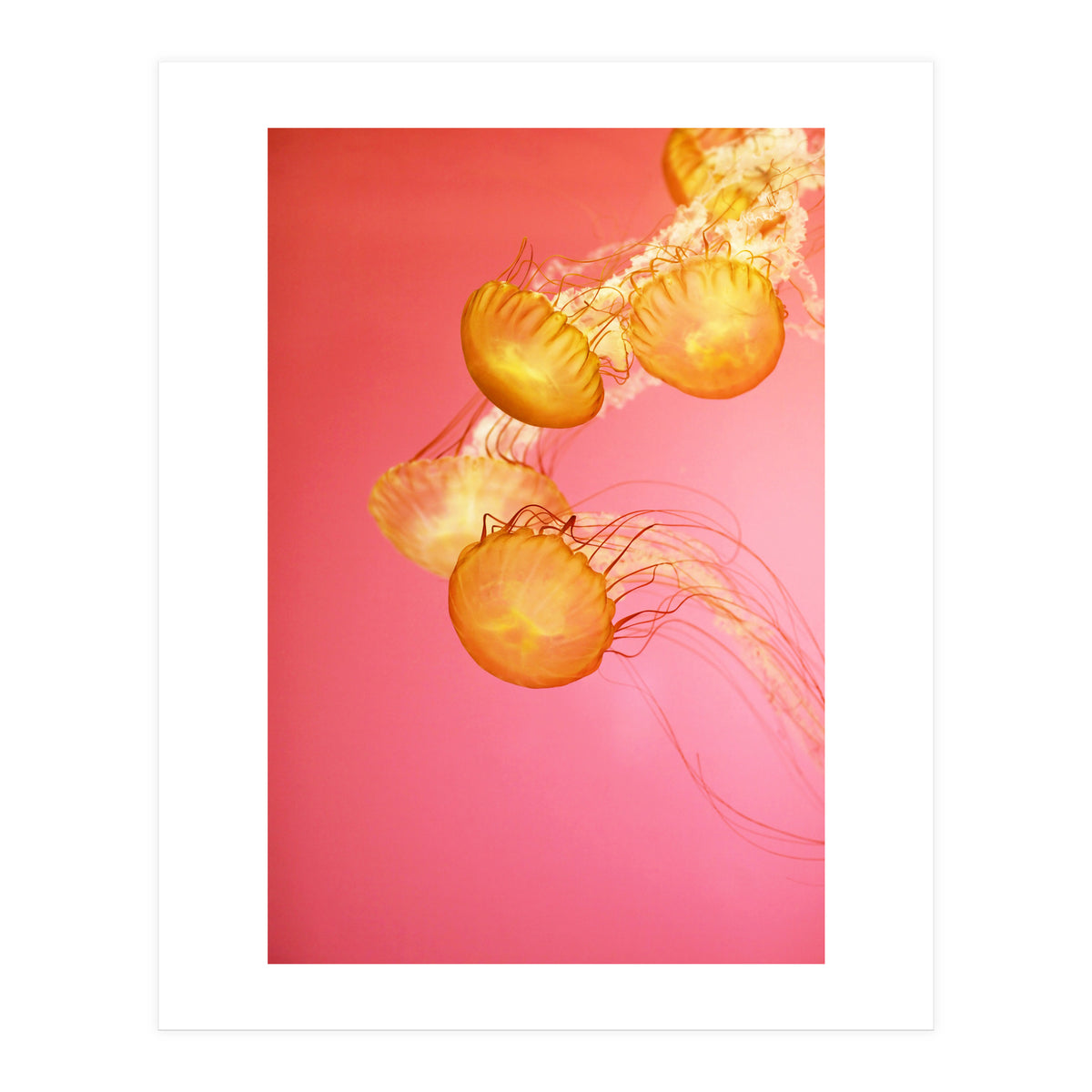 Jelly #3  (Print Only)