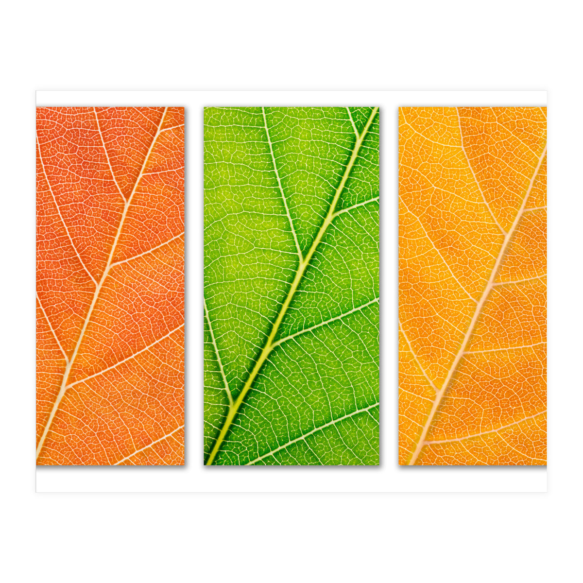 Autumn Leaves (Print Only)