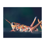 Armor (Print Only) thumbnail