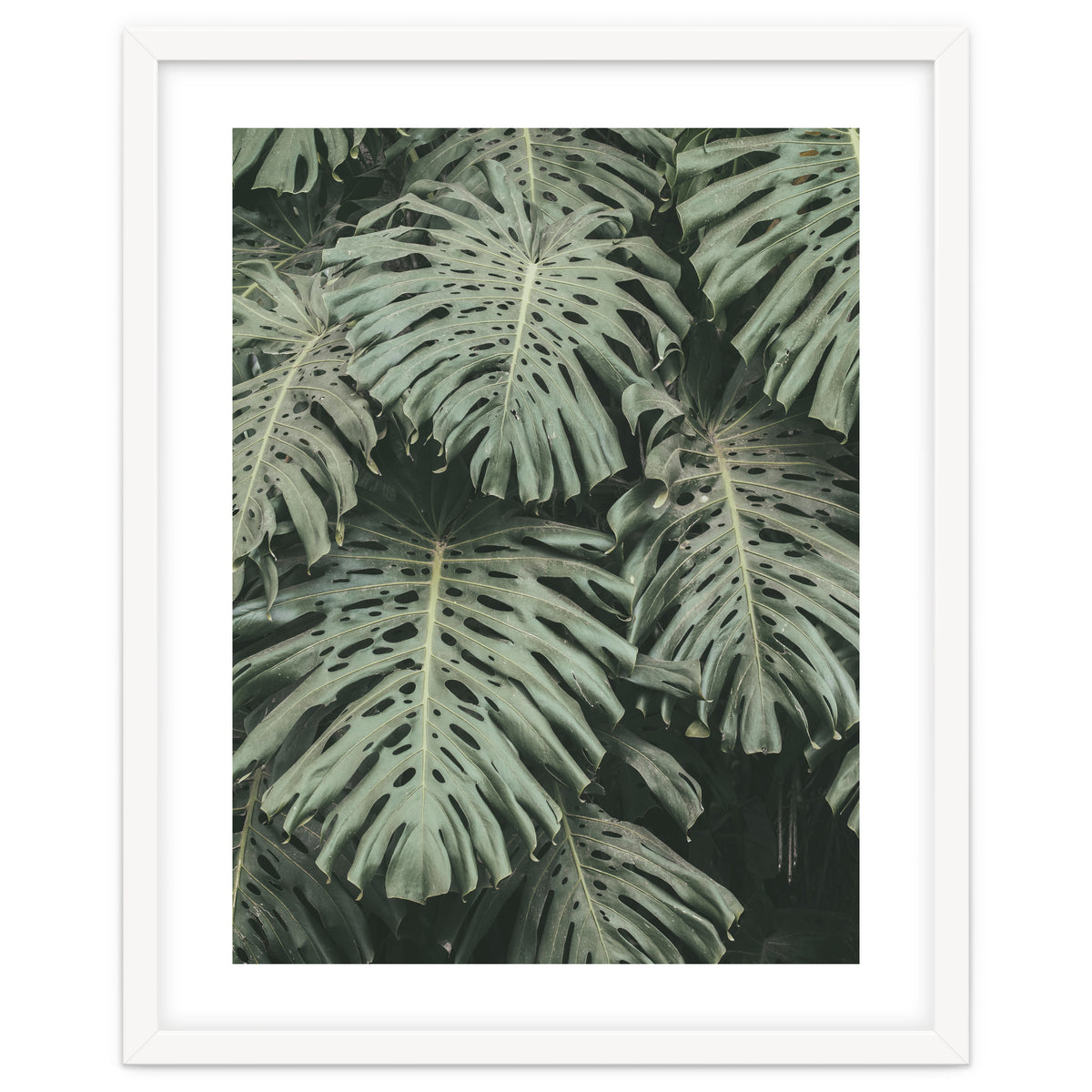 MONSTERA LEAVES