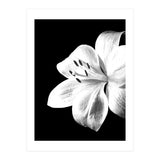White Lily Black Background (Print Only) thumbnail