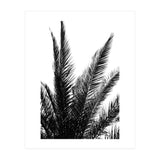 Black and White (Print Only) thumbnail
