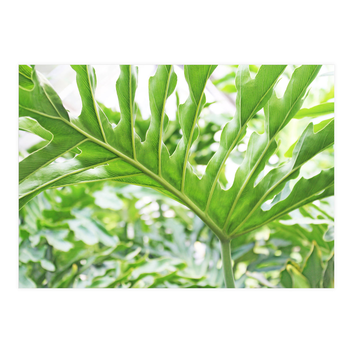 Green Leaf (Print Only)