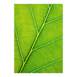 Autumn Leaf (Print Only) thumbnail