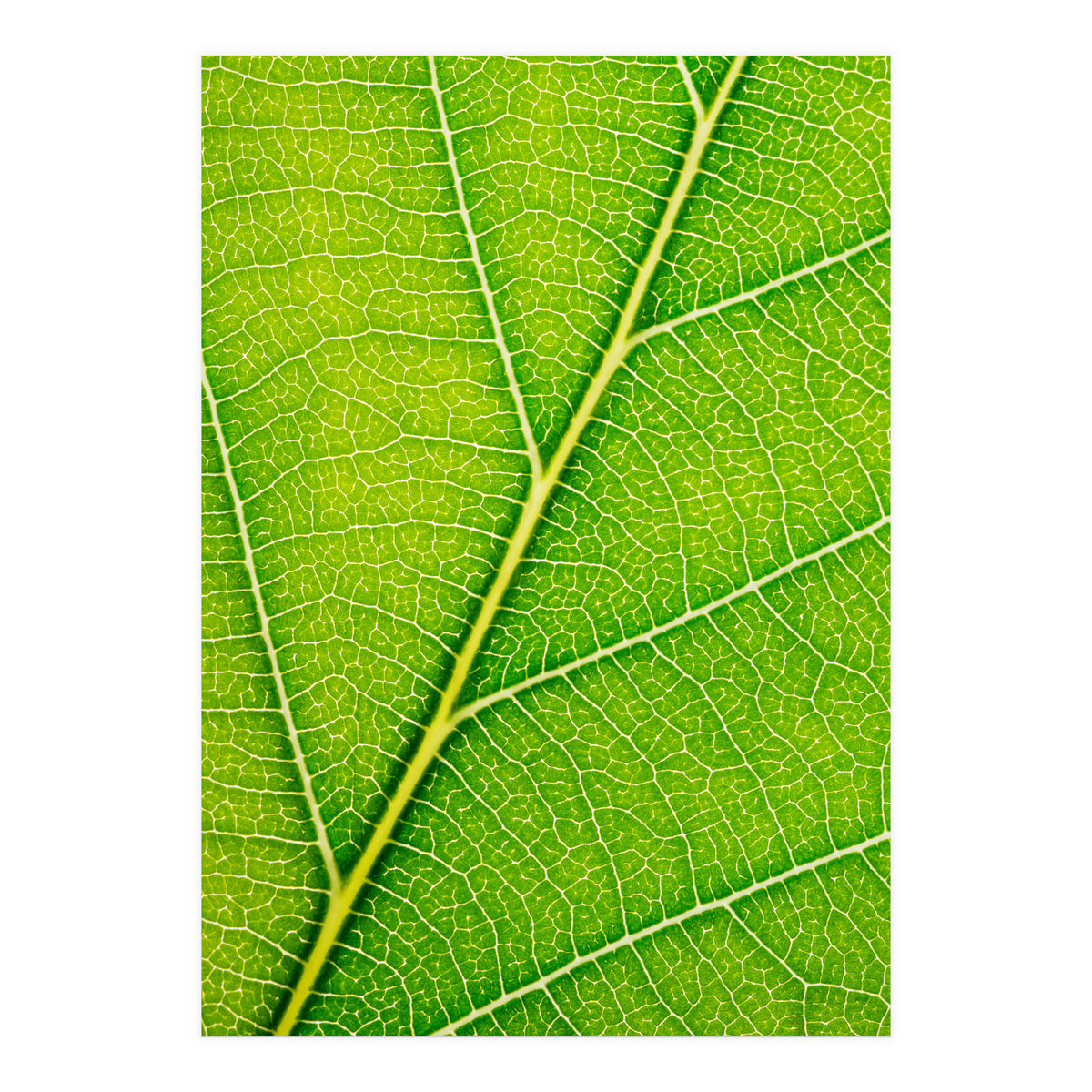 Autumn Leaf (Print Only)