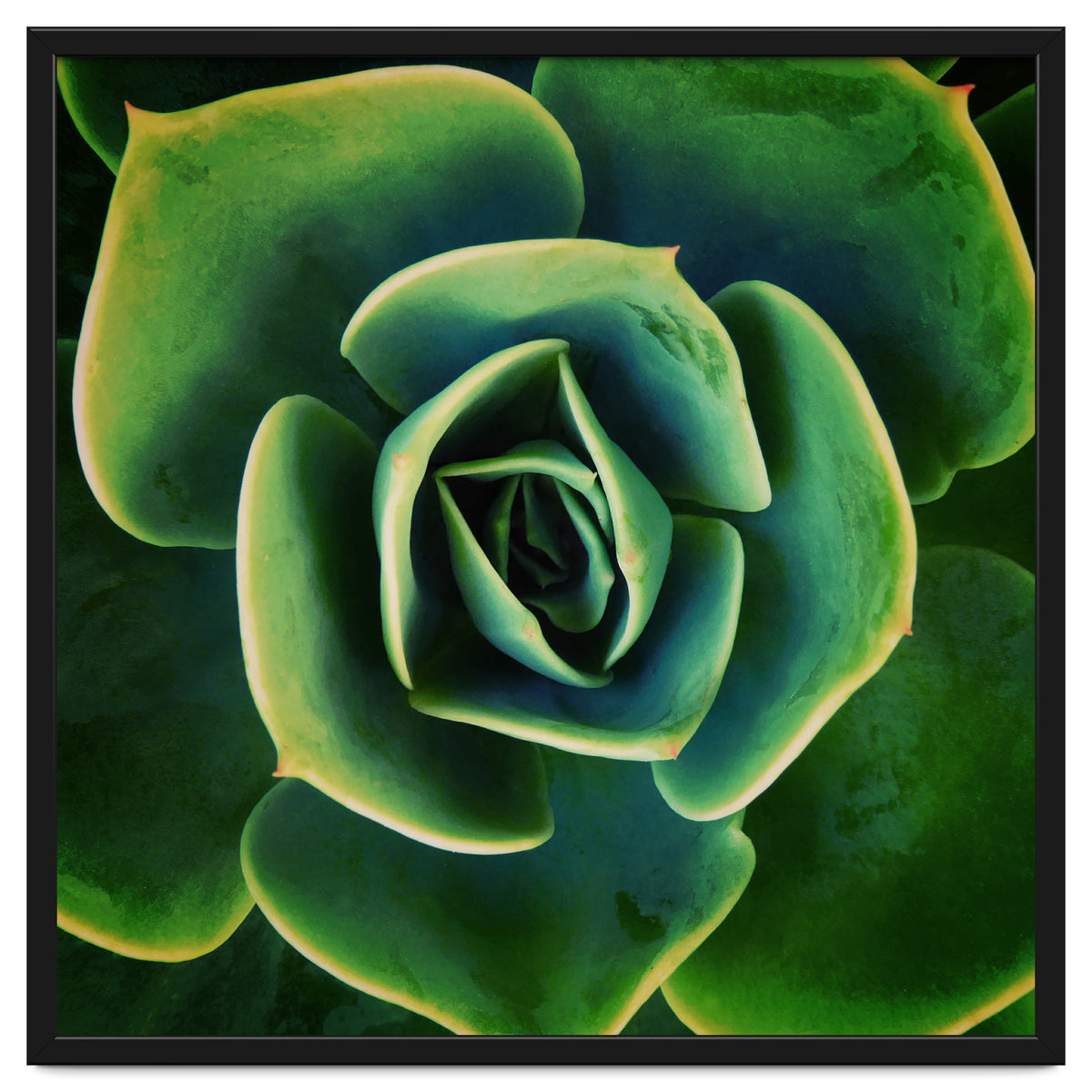 DARKSIDE OF SUCCULENTS XIII