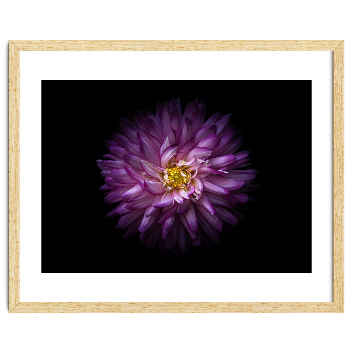 Backyard Flowers 20 Color Version