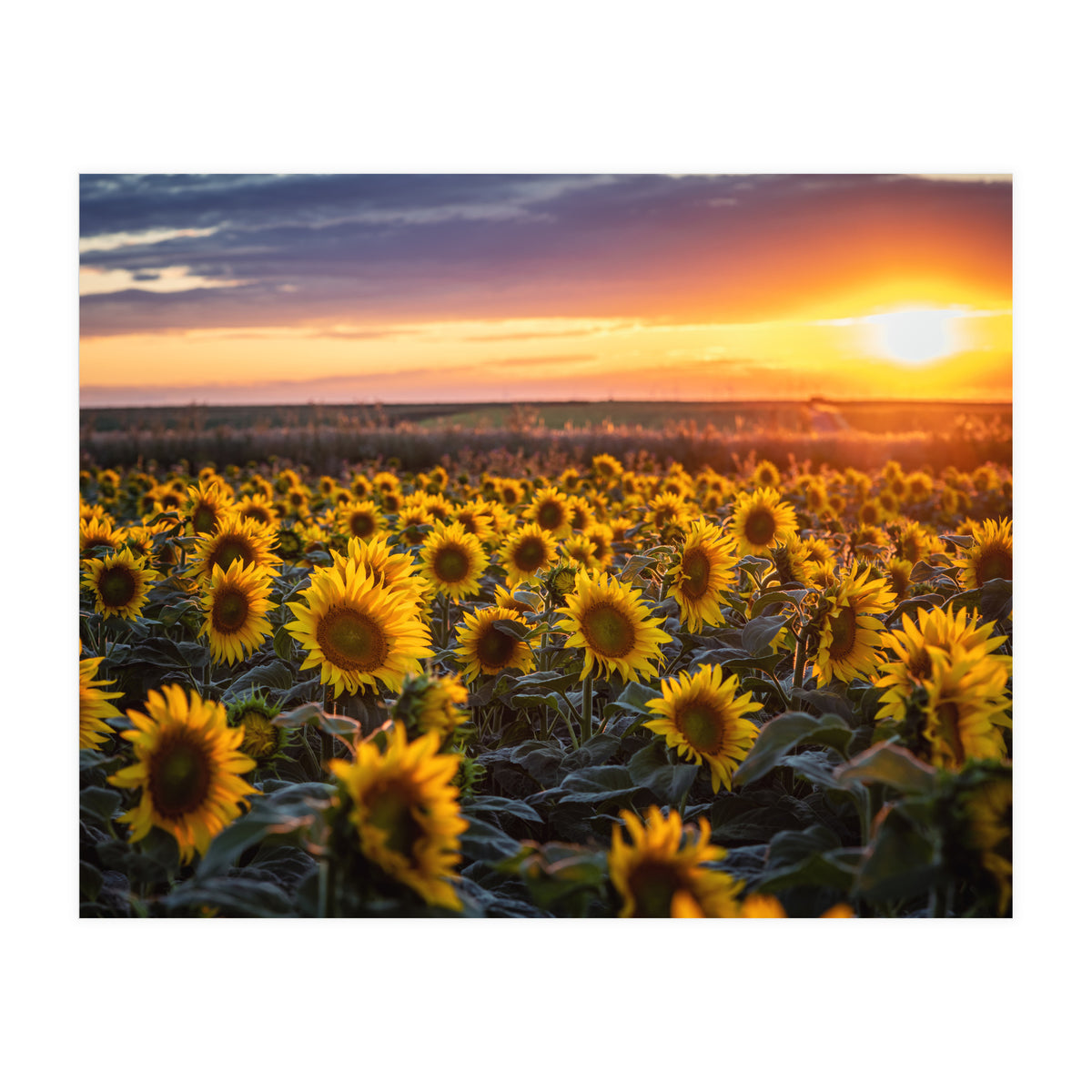 Sunflowers at Sunset (Print Only)