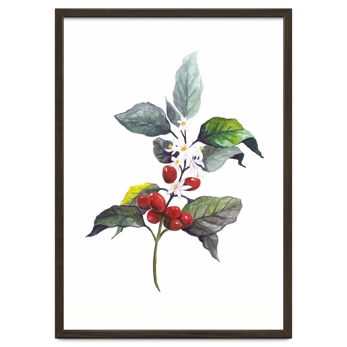 1 Botanical Illustration Kaffee Pflanze