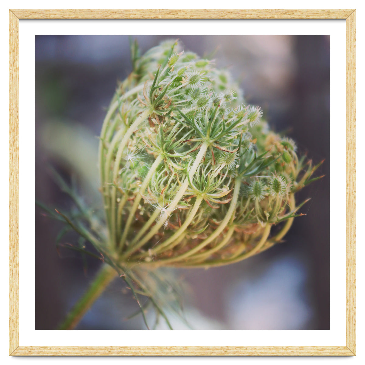 Seed head