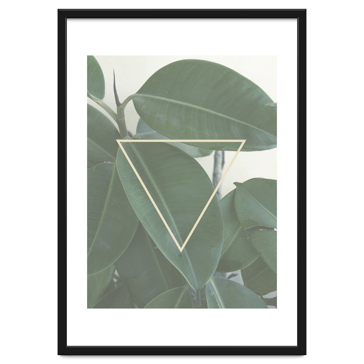 ficus triangle