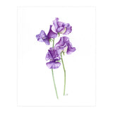 A Purple Posy Of Sweet Peas (Print Only) thumbnail