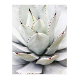 Agave plant (Print Only) thumbnail