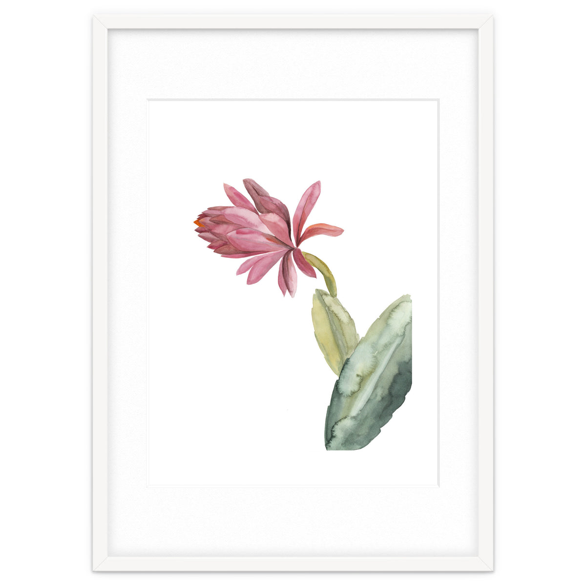 Botanical Illustration Pink Cactus Flower