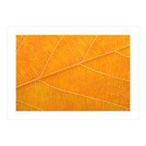 Autumn Leaf (Print Only) thumbnail