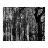 Weeping Willow (Print Only) thumbnail