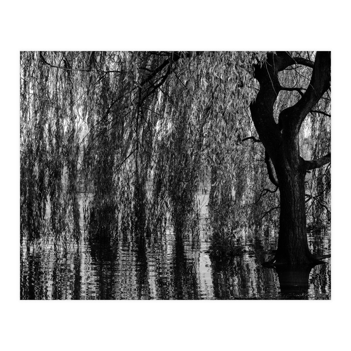 Weeping Willow (Print Only)