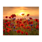Poppies Sunset (Print Only) thumbnail