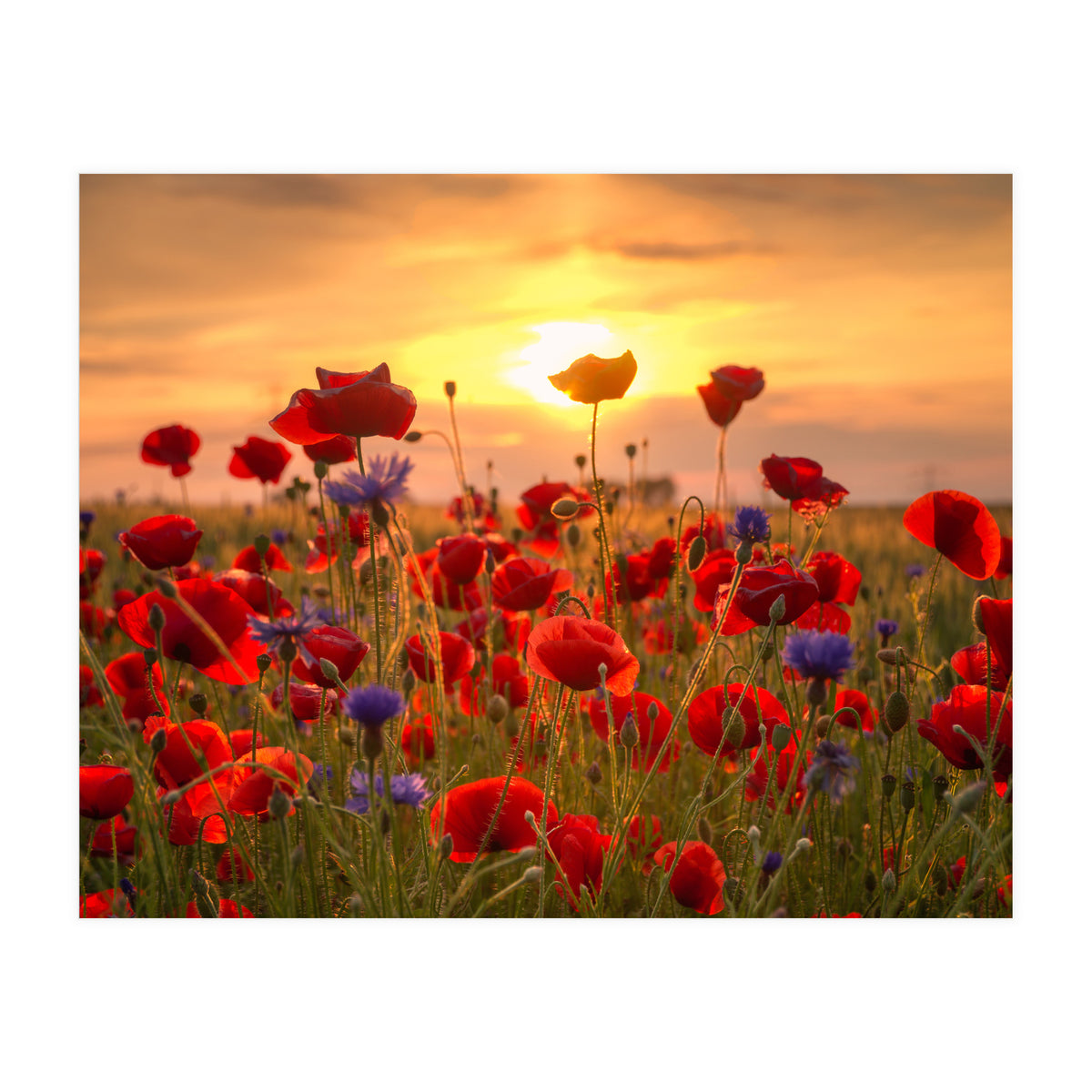 Poppies Sunset (Print Only)