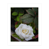 Angel Rose (Print Only) thumbnail