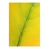 Autumn Leaf (Print Only) thumbnail