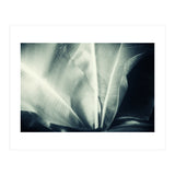 botanical 1 (Print Only) thumbnail