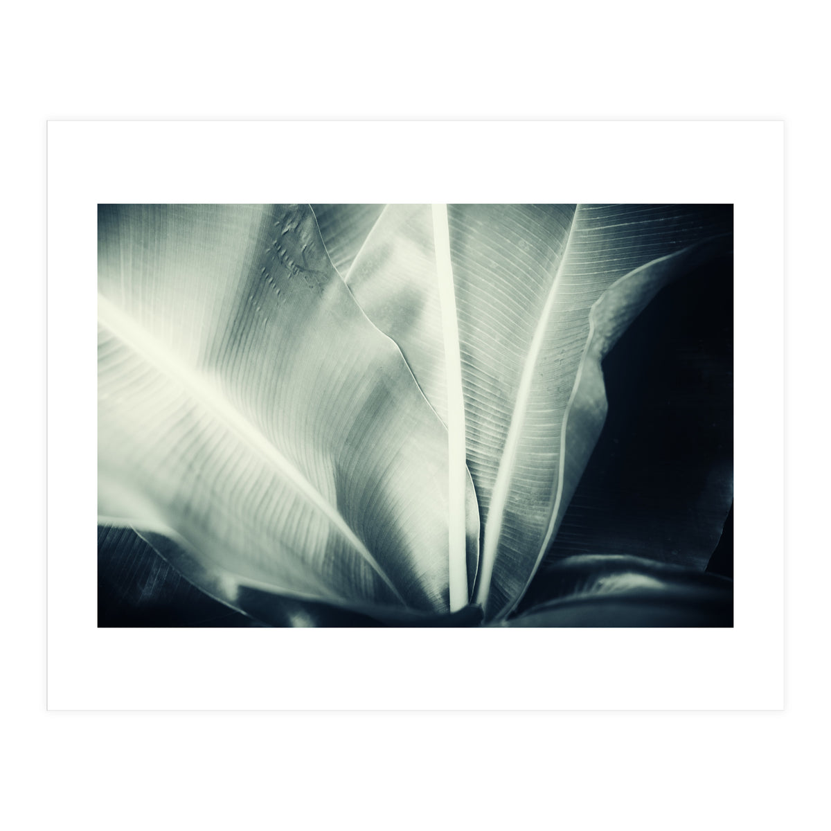botanical 1 (Print Only)