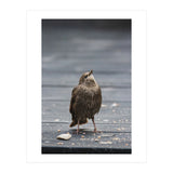 Treading the boards (Print Only) thumbnail