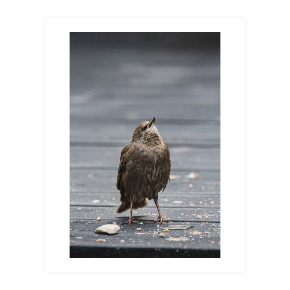 Treading the boards (Print Only)